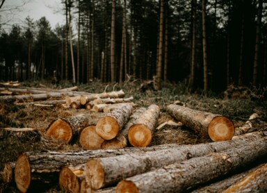 EUDR – What Is the Deforestation Regulation About?
